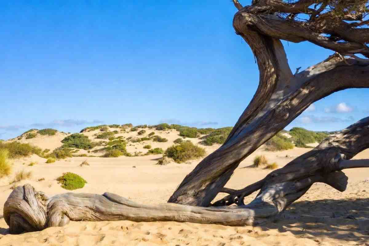 flora selvaggia delle dune di piscinas