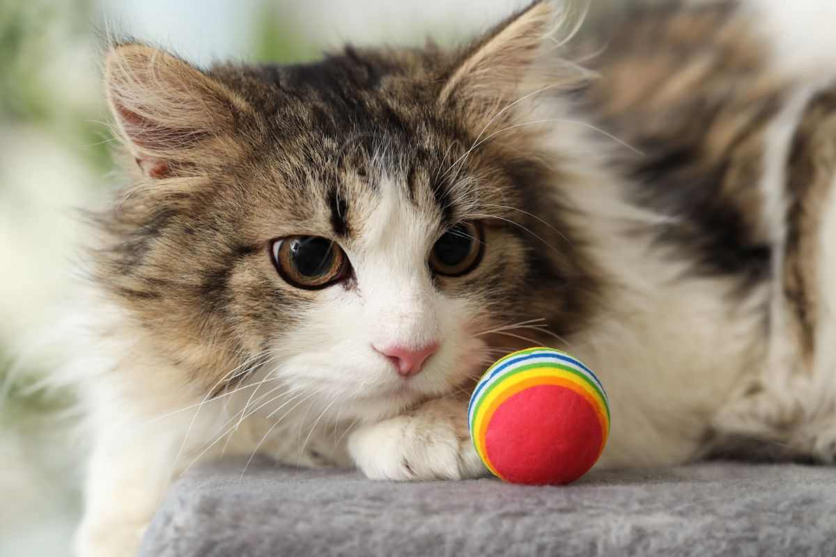 gatto che gioca con pallina