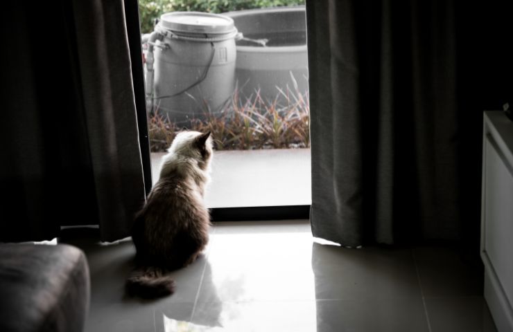 gatto da solo in casa che aspetta padrone