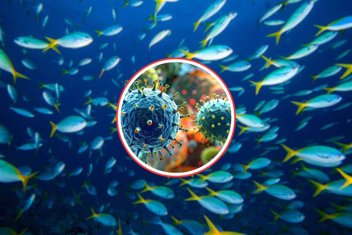 pesci in mare e virus